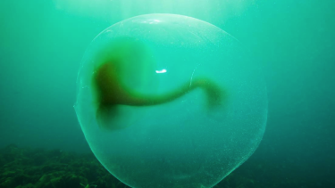 gelebobler æg blæsprutte art Norge kysten havet kæmpe blæksprutte dykning dykkere observationer