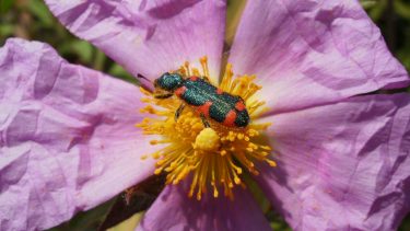 Blomst duft farve insekt bestøve pollen kreta-cistrose trichodes