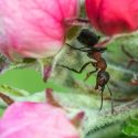 Skovmyrerne, der blev flyttet fra skoven til en æbleplantage, begynder straks at undersøge æbletræerne i deres nye ”hjem”. Her på blomsterknopperne. (Foto: Jens Henrik Petersen).