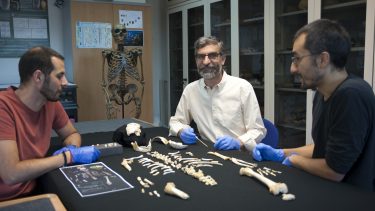 Neandertaler dreng el sidron Antoio rosas knogler barn barndom hjerne størrelse menneske