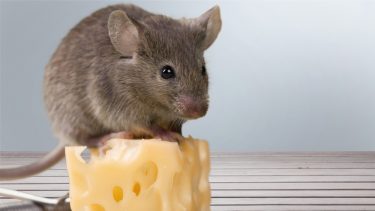 ketogen diæt, kost, slankekur
