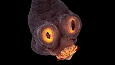 dæmon alien bændekorm parasit tæt på fotokonkurrence photo foto fotografi mikroskopisk