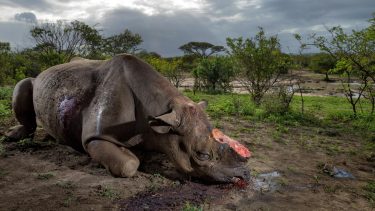 Brent Stirtons prisvindende foto 'Memorial to a species' er taget i Hluhluwe Imfolozi Park i Sydafrika. Se vinderbillederne fra de forskellige kategorier ved at klikke på billedet. (Foto: Brent Stirton / Getty Images Reportage for National Geographic Maga