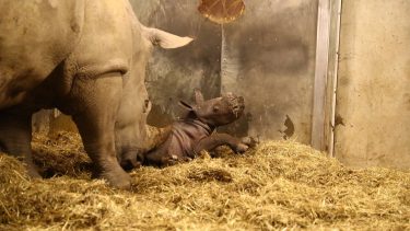Næsehorn unge københavn zoo født minna
