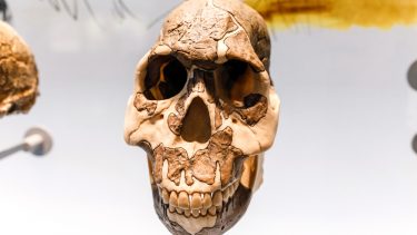 Neandertalere uddø forsvinde homo sapiens moderne mennesker matematisk model