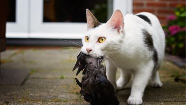 Katte fugle rovdyr byttedyr australien
