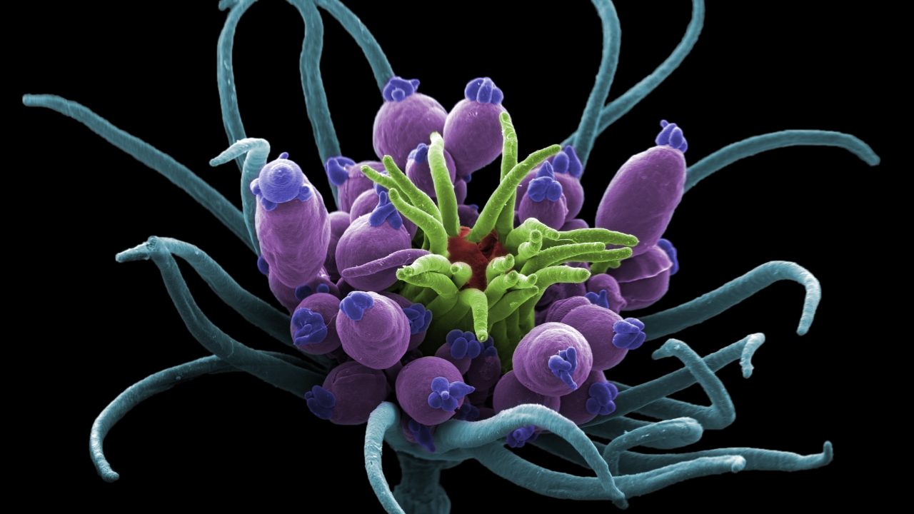 konkurrence artis ku billeder photos science videnskab blomster 2017