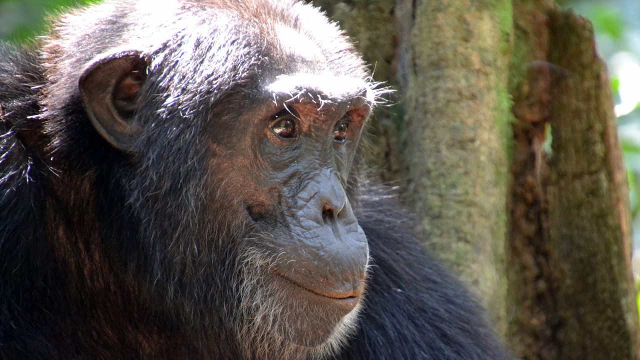 chimpanse abehjerne hjerneforskning neurobiologi parkinsons
