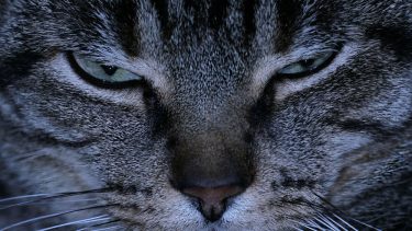 Katte Australien