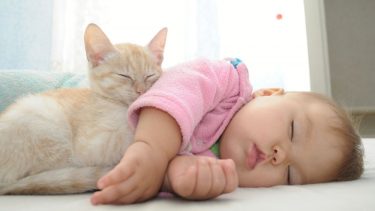 Katte, astma, beskytter, hunde, nedsat risiko, TT, 17q21, forskning, videnskab, COPSAC