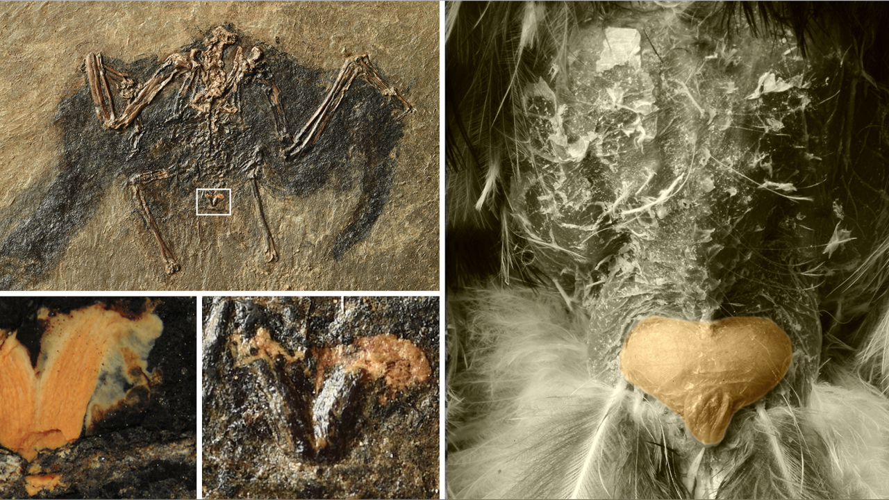Fuglenumsekirtel uropygial_gland 48 millioner år Jakob Vinther dinosaur
