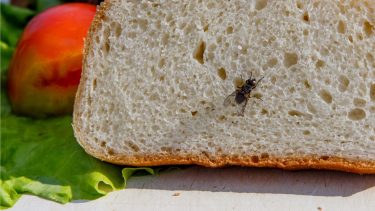 fluer spyfluer bakterier mad salmonella