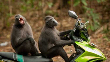 Comedy Wildlife Photography Awards 2017