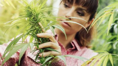 Medicinsk cannabis, forsøgsordning, Ellen Trane Nørby, forskning, videnskab, undersøgelser, forsøg