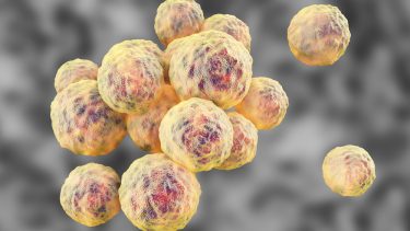 mrsa, multiresistens