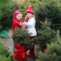 ædelgran ædelgrankræft svampesygdom juletræer gran spredning