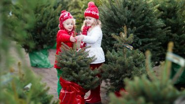 ædelgran ædelgrankræft svampesygdom juletræer gran spredning