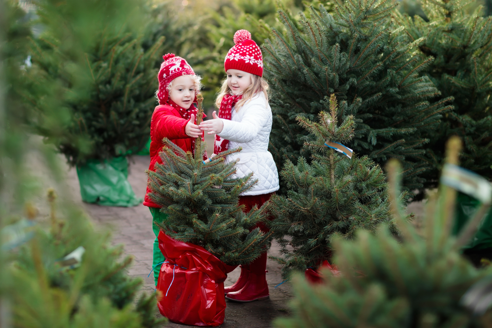 ædelgran ædelgrankræft svampesygdom juletræer gran spredning