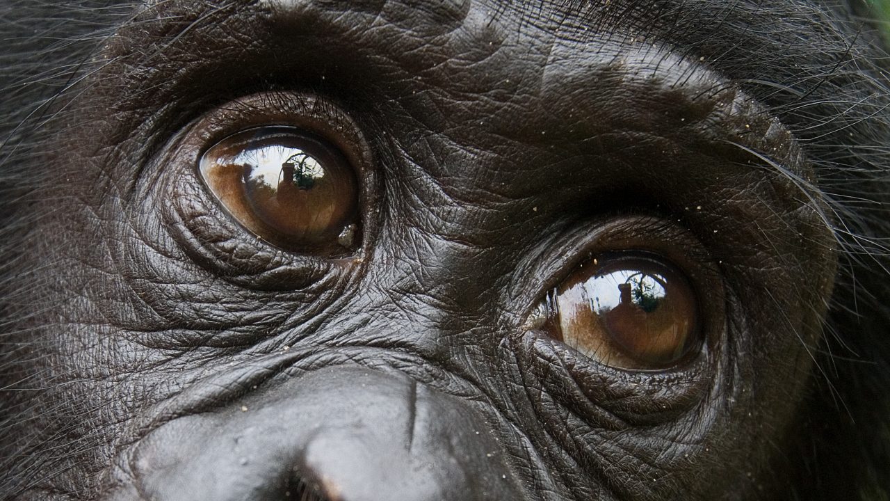 bonobo abe chimpanser mennesker psykologi imødekommenhed venlighed hjælpsomhed empati agression gener mutation egenskaber fremmede ubekendte tilskyndelse gengæld valg bevidst primarter selektion egoisme medlidenhed dyr zoologi altruisme