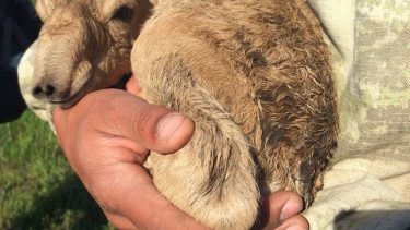 Saiga-antiloperne formerer sig hurtigt, og populationen er på vej den rette vej. (Foto: Association for the Conservation of Biodiversity, Kazakhstan, Biosafety Institute, Gvardeskiy RK, Royal Veterinary College, London, UK)