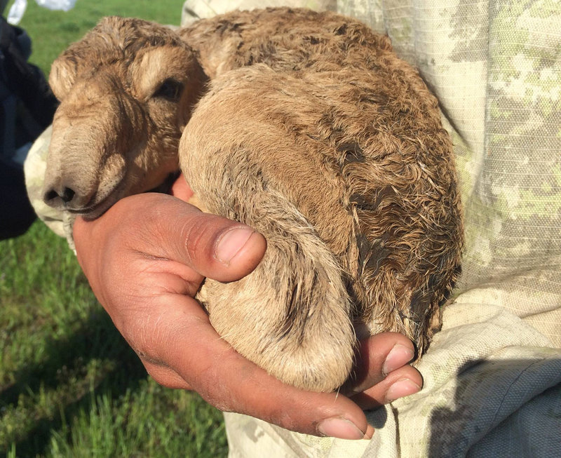 Saiga-antiloperne formerer sig hurtigt, og populationen er på vej den rette vej. (Foto: Association for the Conservation of Biodiversity, Kazakhstan, Biosafety Institute, Gvardeskiy RK, Royal Veterinary College, London, UK)