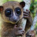 Lemur nyopdaget madagaskar