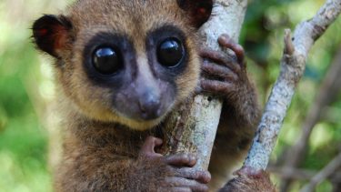 Lemur nyopdaget madagaskar