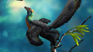 Sådan vurderer forskere, at den farverige dinosaur Caihong juji har set ud. (Foto: Zhao Chuang)