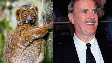 john cleese lemur ligner kendte ligner dyr