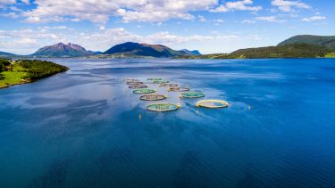 Laks opdræt mad føde ernæring sund miljøgifte lakselus havbrug dambrug akvakultur øjenskader parasit virus vaccination gælleskader kviksølv dioxiner PCB antibiotika helbred sundhed rensefisk pancreassygdom ambøbegællesygdom dødelighed dyrelæge