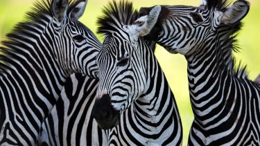Zebra flere arter populationer genom analyse danske forskere Københavns universitet historie oprindelse genetik savannen