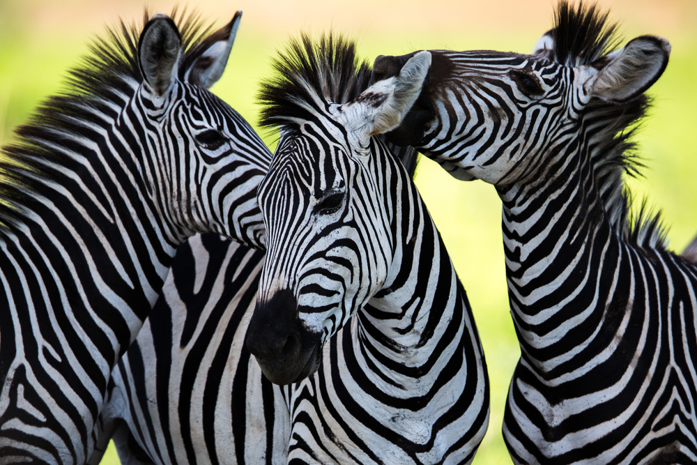 Zebra flere arter populationer genom analyse danske forskere Københavns universitet historie oprindelse genetik savannen