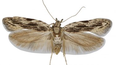 Anarsia innoxiella møl sommerfugl nye arter