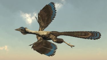 fugl dinosaur flyve skanne røngten