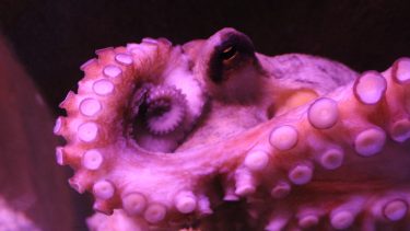 Blæksprutter octopus vulgaria den blå planet