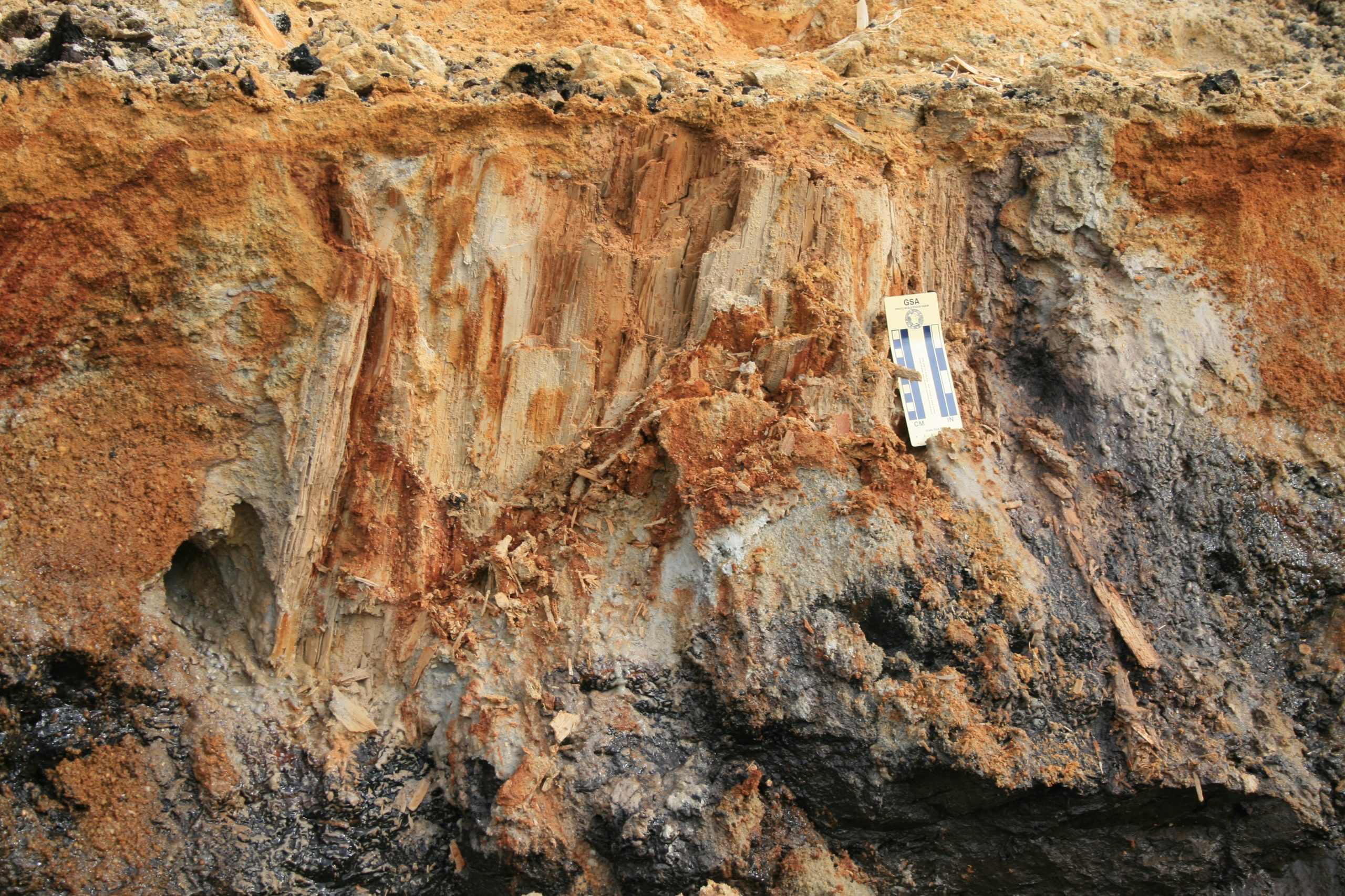 fossilt træ sumpcypres erik skovbjerg rasmussen jysk nildelta