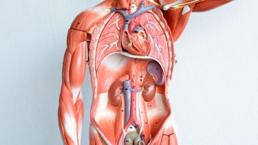 Nyt organ kroppen interstitium