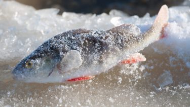 Kan fisk tåle frostvejr is på søen dø