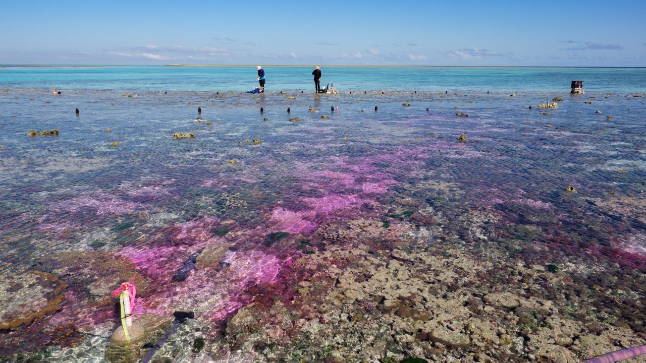 Koralrev koraller great barrier reef co2 udledning klima forsuring