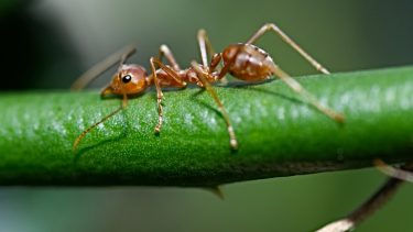 sover myrer insekter