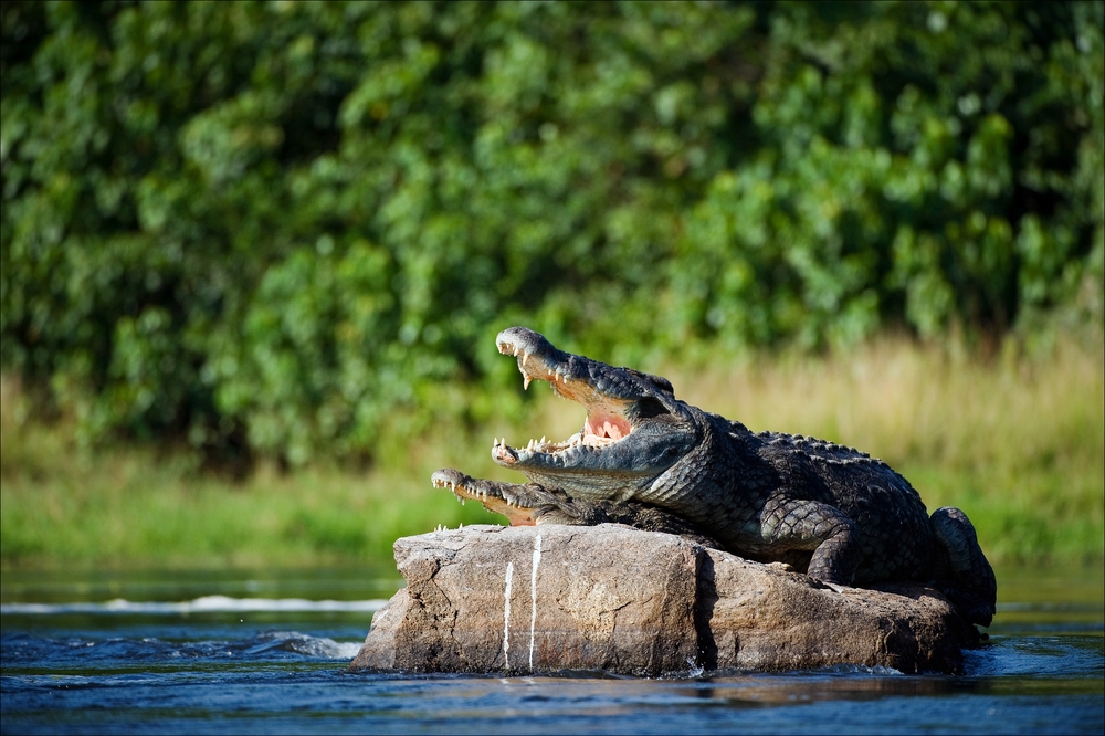 jysk nildelta krokodille