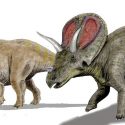 Triceratops horn påfugl tiltrække mage