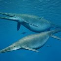 Hval havdyr ichtyosaur