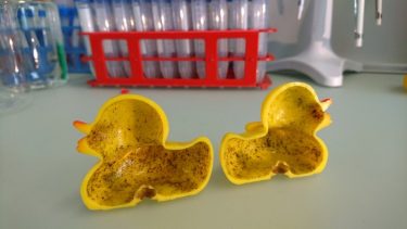 Indersiden af den hule badeand fungerer som en rugekasse for bakterier og svamp, der lægger sig i et tykt, mørkt lag. (Foto: Swiss Federal Institute of Aquatic Science and Technology)