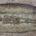 skeletter rådhuspladsen arkæologi