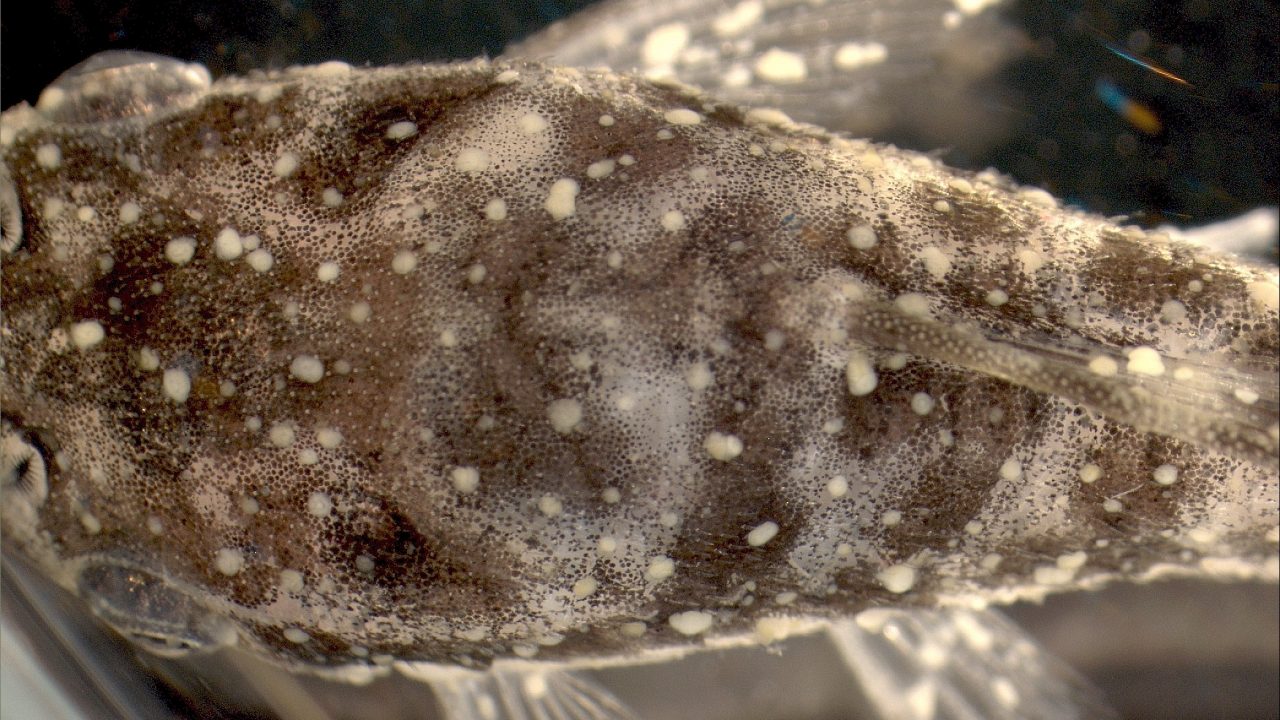 Fisken her, er en malle og er tydeligt angrebet af hvidpletsyge. (Foto: Kurt Buchmann)