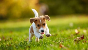 Hundehvalpe nuttede alder 2 måneder mennesker