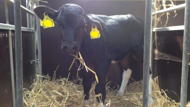 kalv_mette_petersen_Mycoplasma bovis