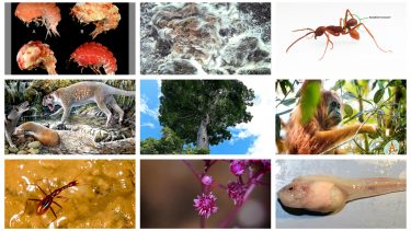 College of Environmental Science and Forestry (ESF) top 10 nye arter 2018
