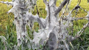 spindemøl_yponomeuta_evonymella_træer_spind_larver.